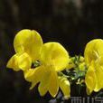 蒼子花 蒼子花