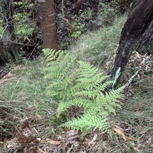 Dryopteris glabra
