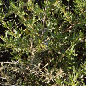 Scaevola sericophylla