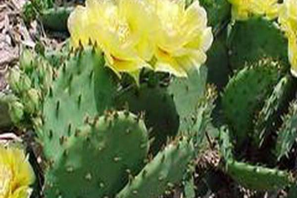 Opuntia macrorhiza