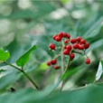 紅對節子(紅對節子) 紅對節子(紅對節子)