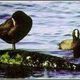 夏威夷靜水鴨