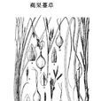 褐果薹草 褐果薹草