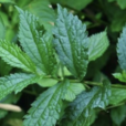 異被赤車(植物) 異被赤車(植物)