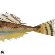 裸杜父魚 裸杜父魚