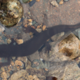 野生娃娃魚