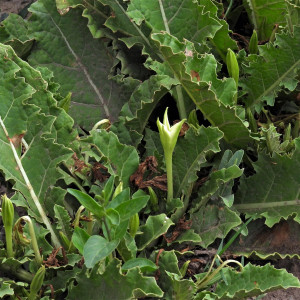 Jaborosa odonelliana
