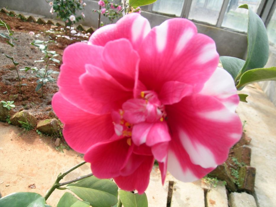 芒特(山茶品種) 芒特(山茶品種)