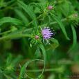 篦苞風毛菊 篦苞風毛菊