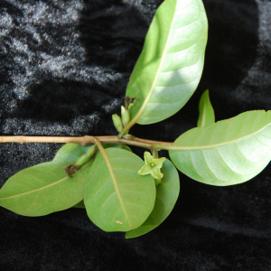 Nothocestrum longifolium