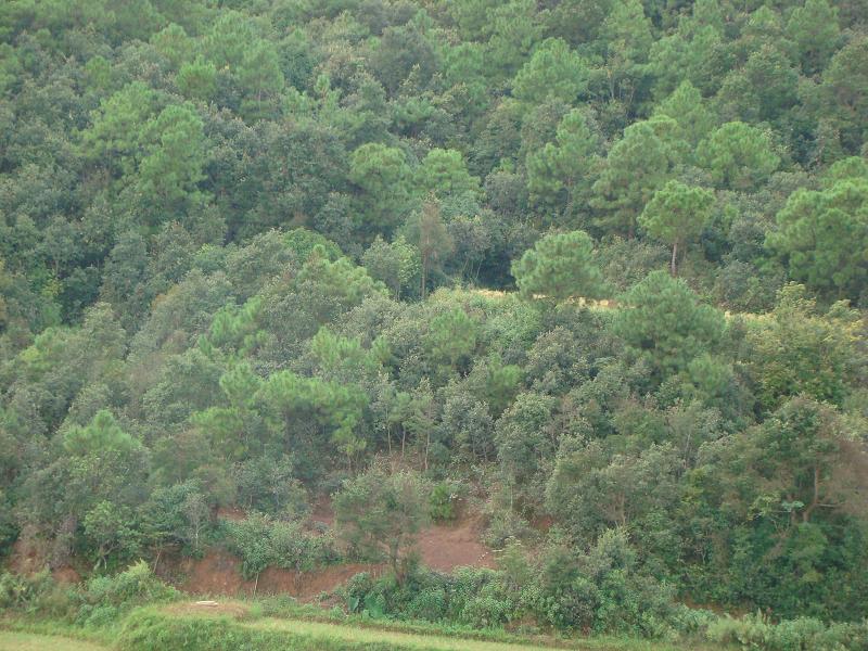 涼傘坡村-山林資源