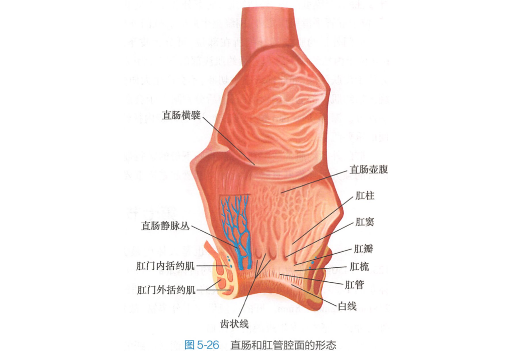白線(肛梳下緣一不甚明顯的環行線) 白線(肛梳下緣一不甚明顯的環行線)