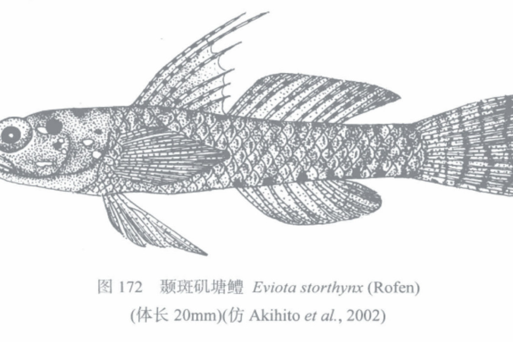 顳斑磯塘鱧 顳斑磯塘鱧