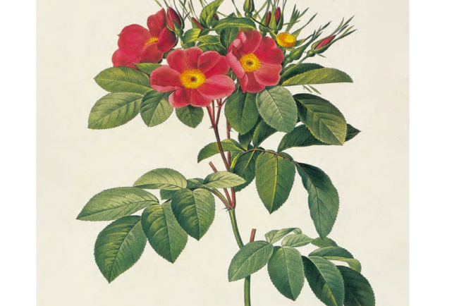 草原薔薇