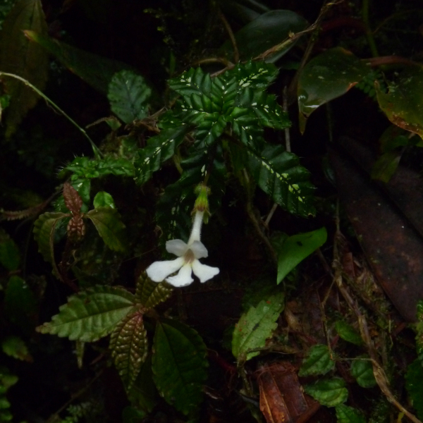 Cremosperma muscicola