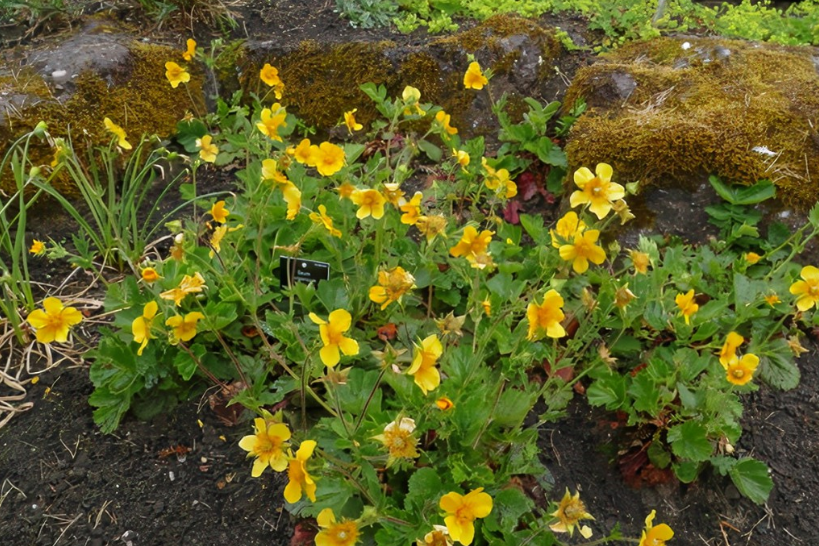Geum \x27Borisii\x27