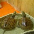 水龜屬