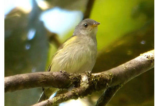 暗色啄果鳥