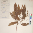 少花杜英 少花杜英