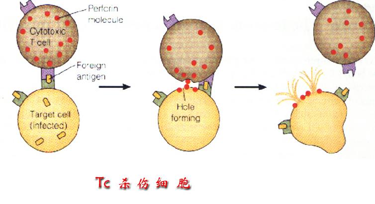 Tc細胞