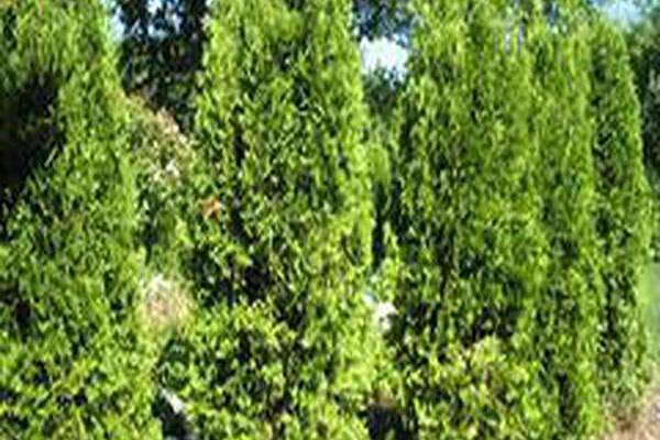 Thuja occidentalis \x27Klmeighteen\x27 PATRIOT