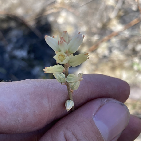 Aletris bracteata