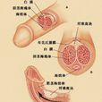 射精