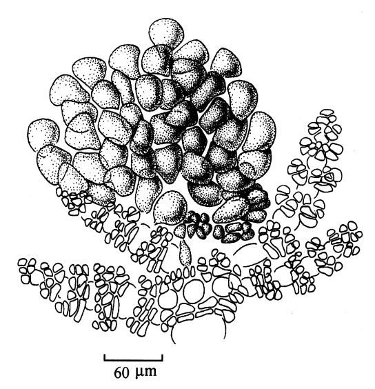橫列仙菜 橫列仙菜