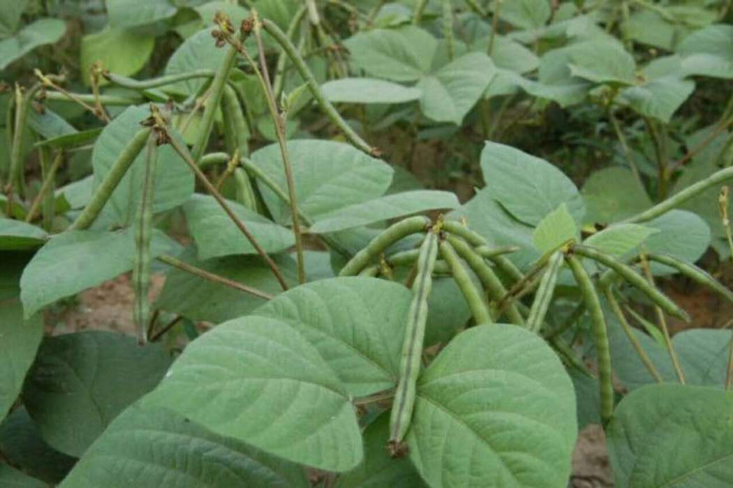 大粒綠豆 大粒綠豆