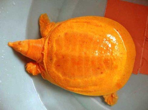 金色甲魚