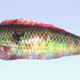 花鰭海豬魚