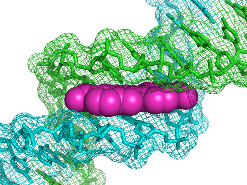 核酸染料DAPI可嵌入到DNA雙螺旋中