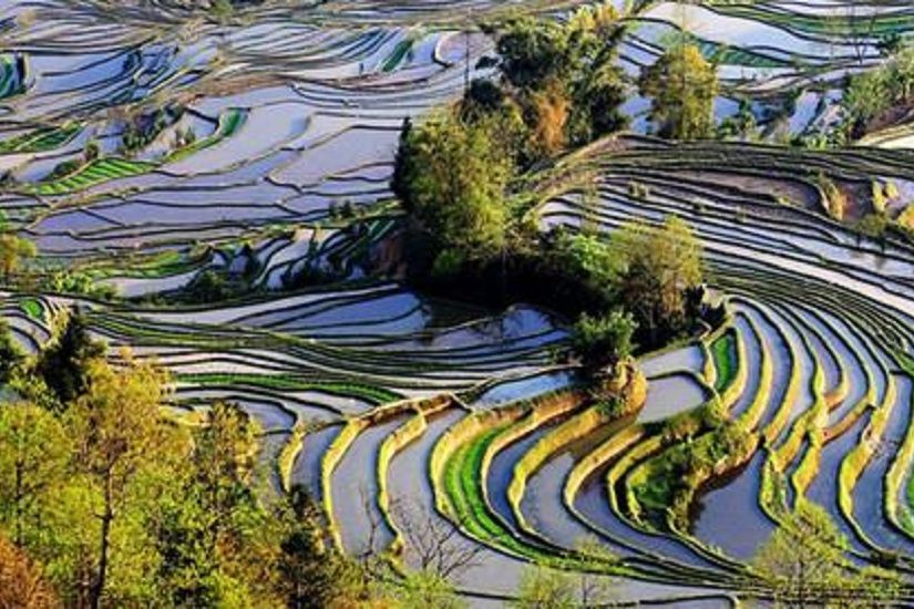 多依樹景區 多依樹景區