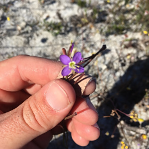 Heliophila adpressa