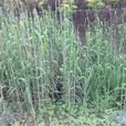 蘆荻(多年生挺水高大宿根草本植物) 蘆荻(多年生挺水高大宿根草本植物)
