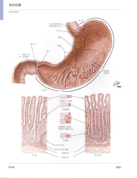 胃液(胃內分泌物的總稱)
