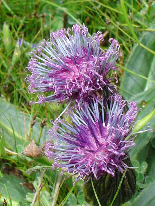 波葉風毛菊 波葉風毛菊