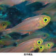 擬單鰭魚 擬單鰭魚