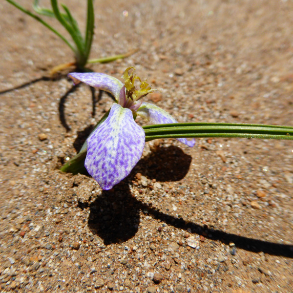 Mastigostyla hoppii