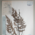 西疇粉背蕨 西疇粉背蕨