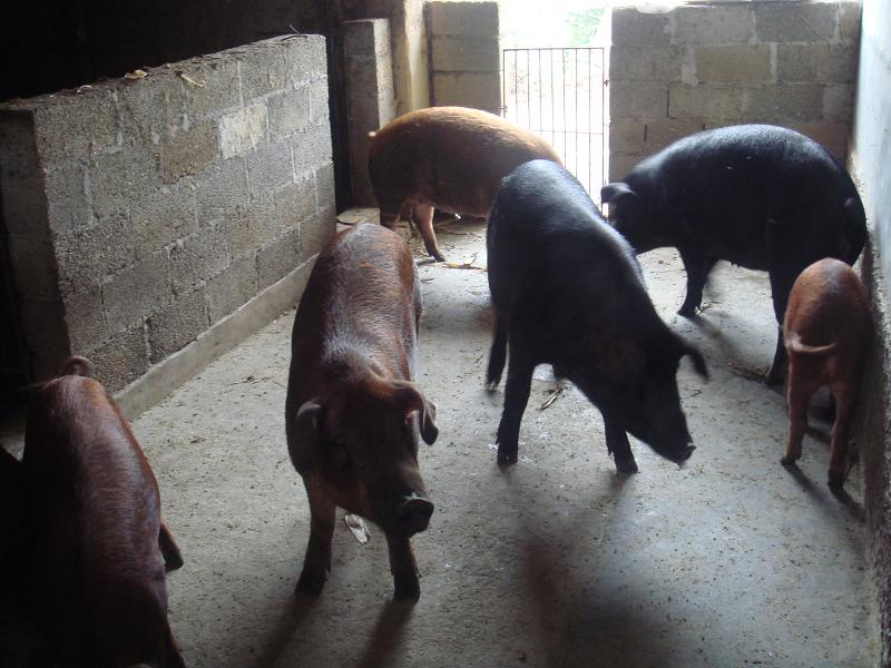 鳳雞寨一自然村生豬養殖業