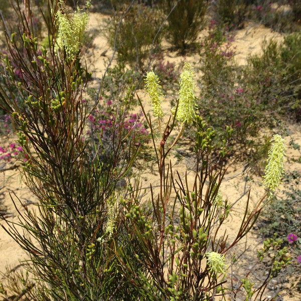 Grevillea didymobotrya