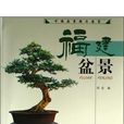 福建盆景 福建盆景
