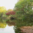 太統森林公園 太統森林公園