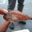 虻鮋 虻鮋