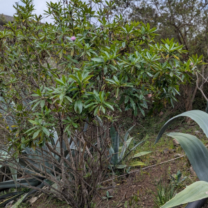 Cheirolophus arbutifolius