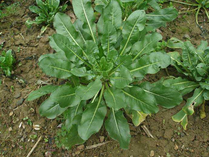 冀藍1號 冀藍1號
