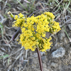 Lomatium quintuplex