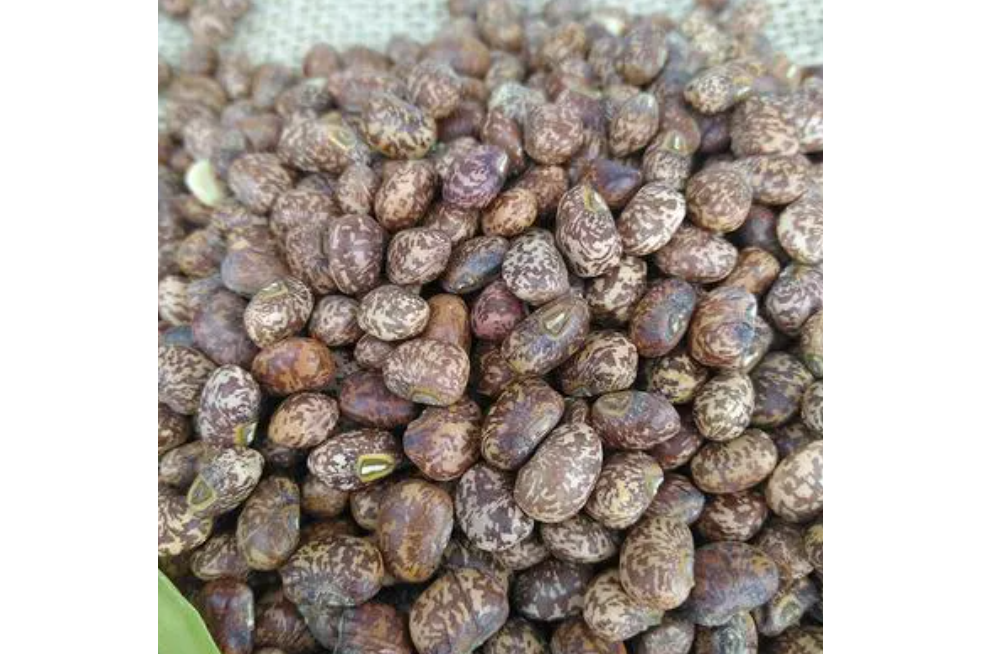 麻豇豆 麻豇豆