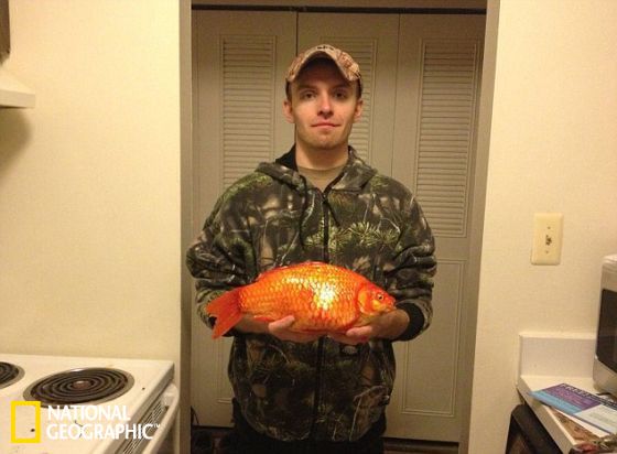在密西根州聖克萊爾湖中捕獲的一條大金魚